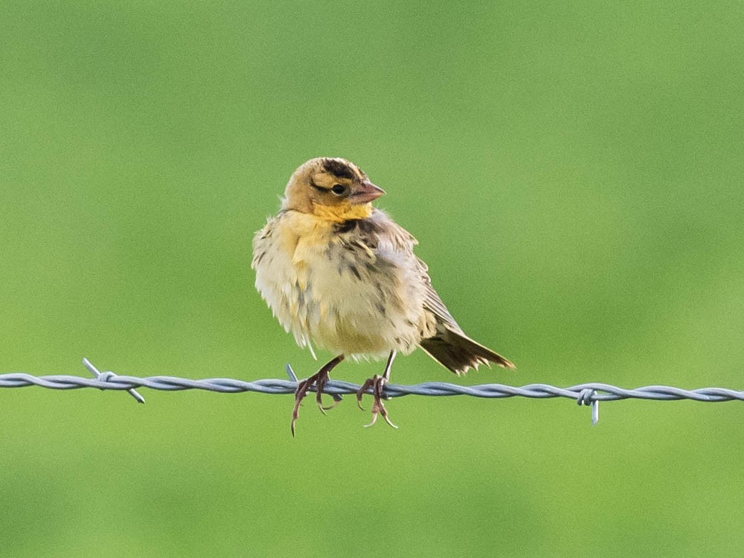 Bobolink - ML624218194