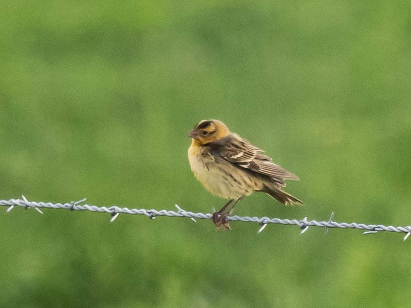 Bobolink - ML624218196