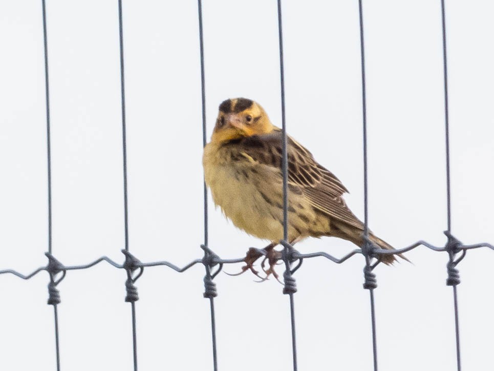 Bobolink - ML624218197