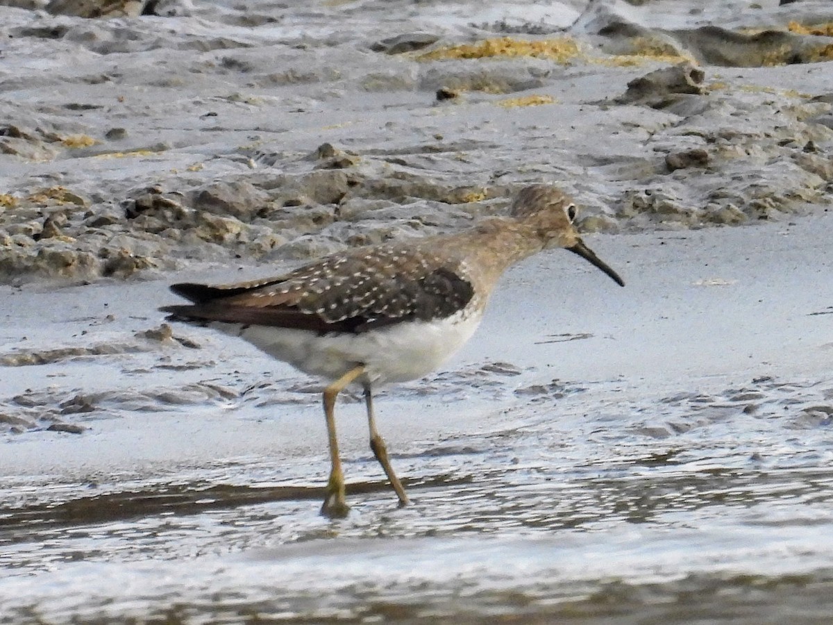 Solitary Sandpiper - ML624218211