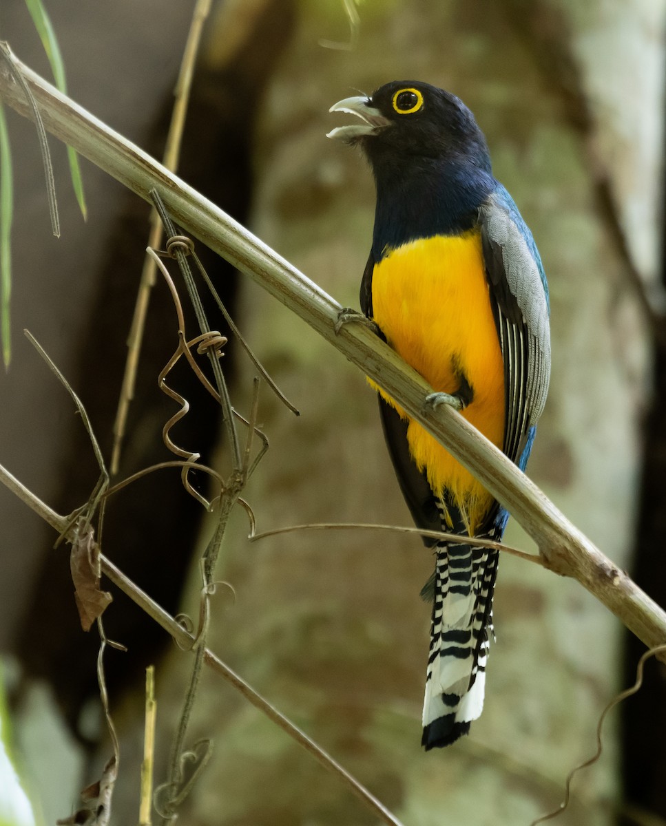 Gartered Trogon - ML624218225