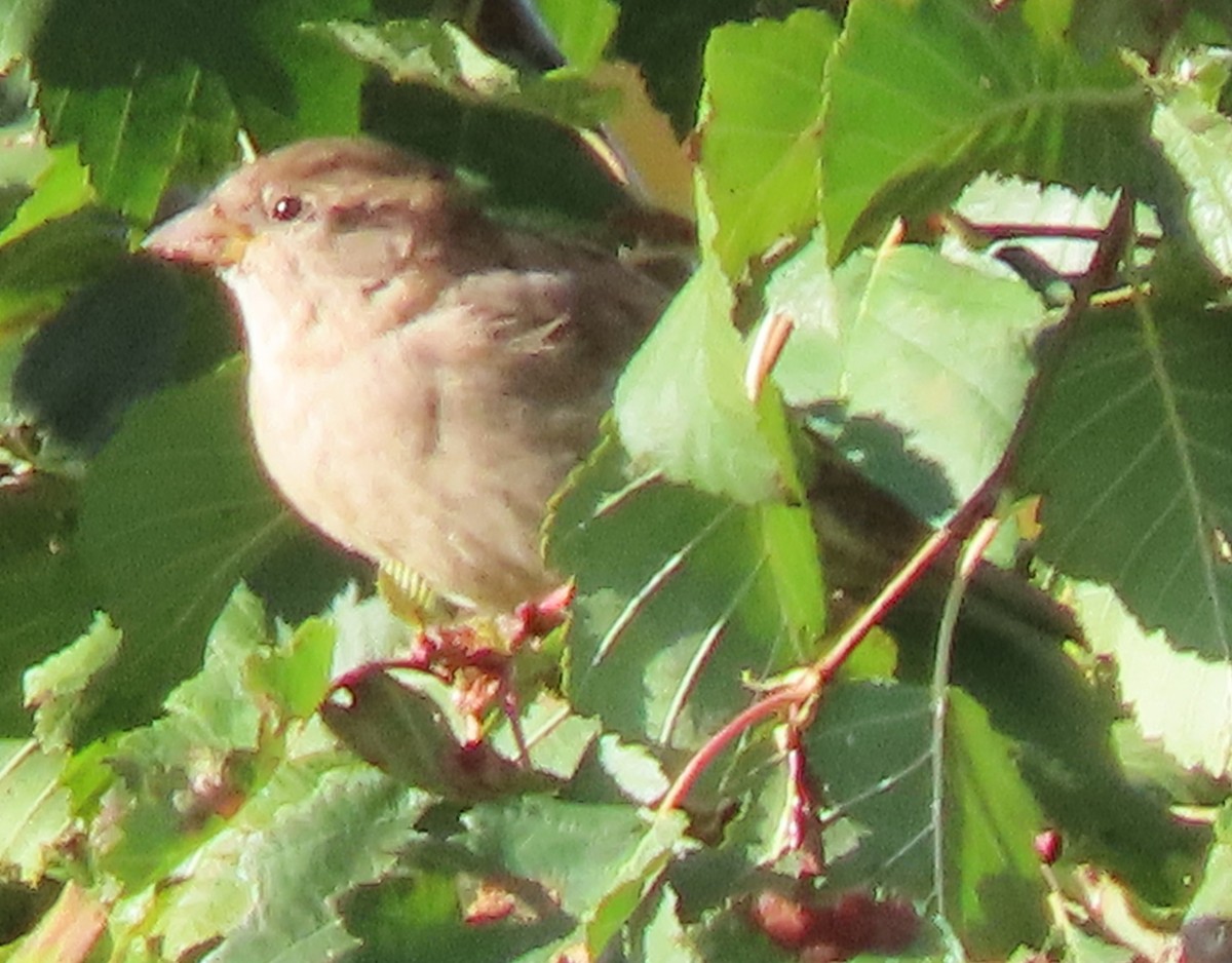 House Sparrow - BEN BAILEY