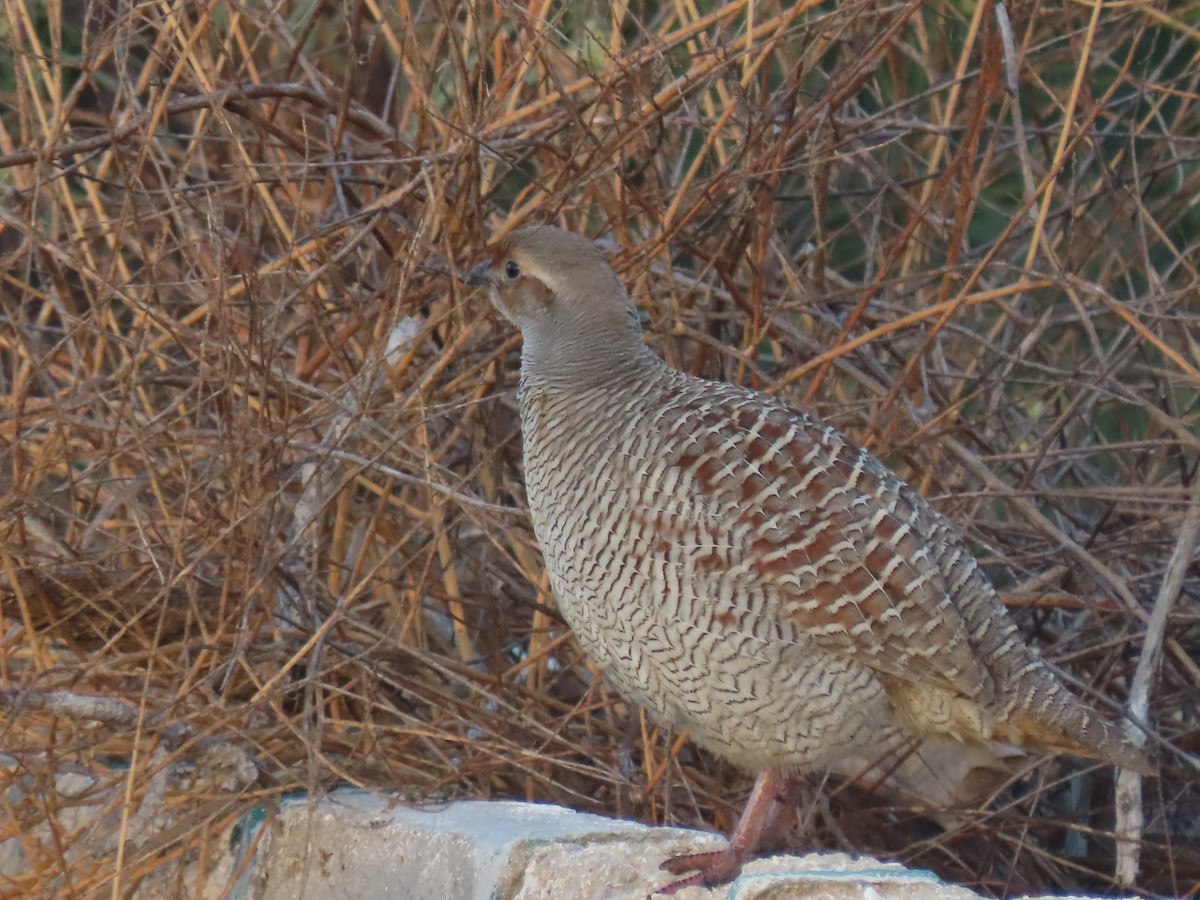 Gray Francolin - ML624218257