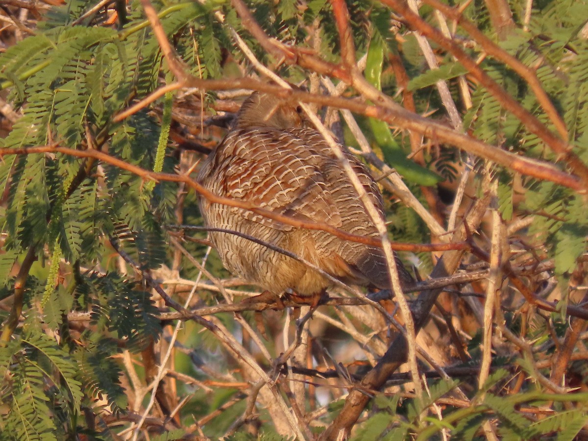 Gray Francolin - ML624218258