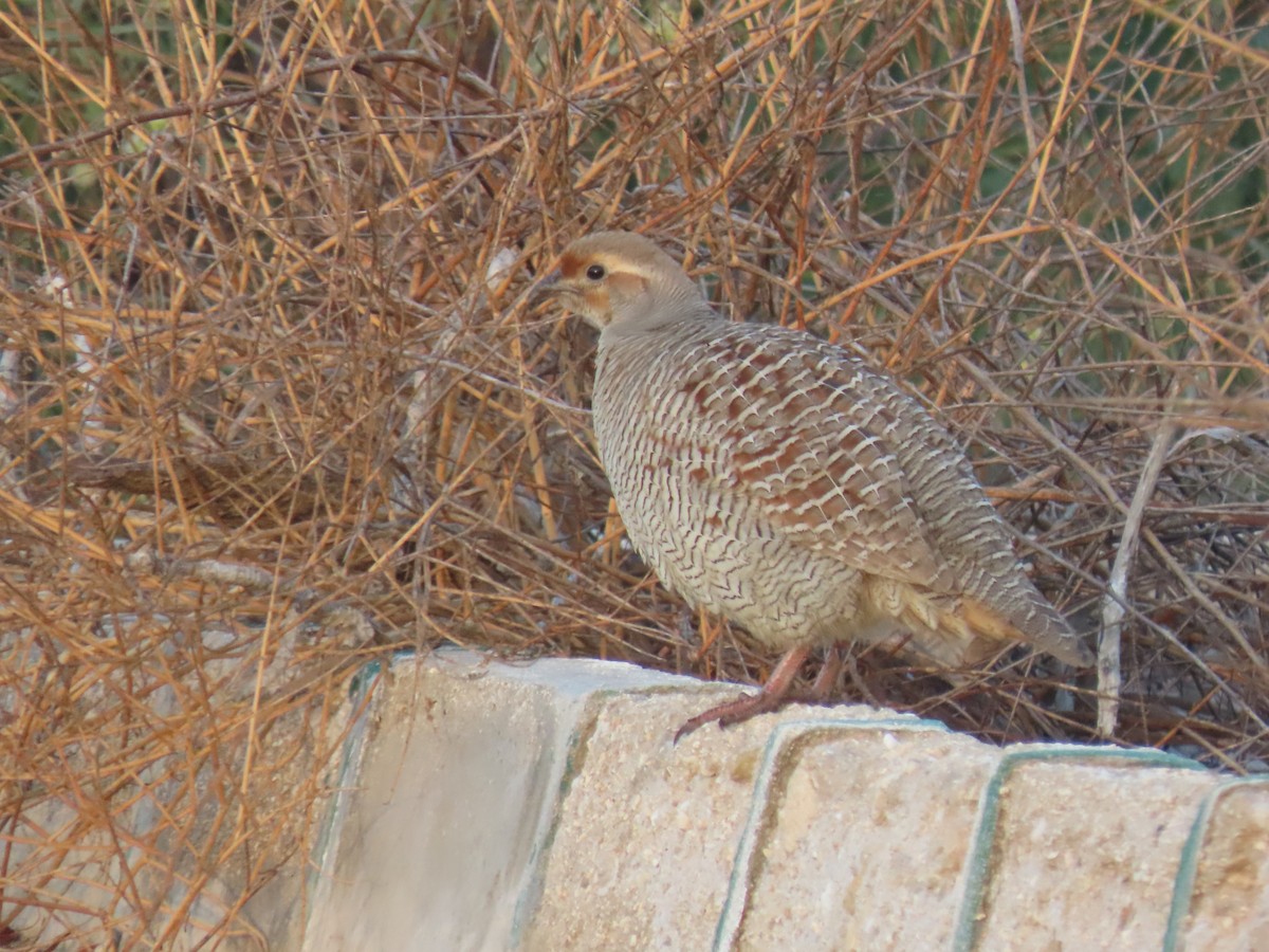 Gray Francolin - ML624218260