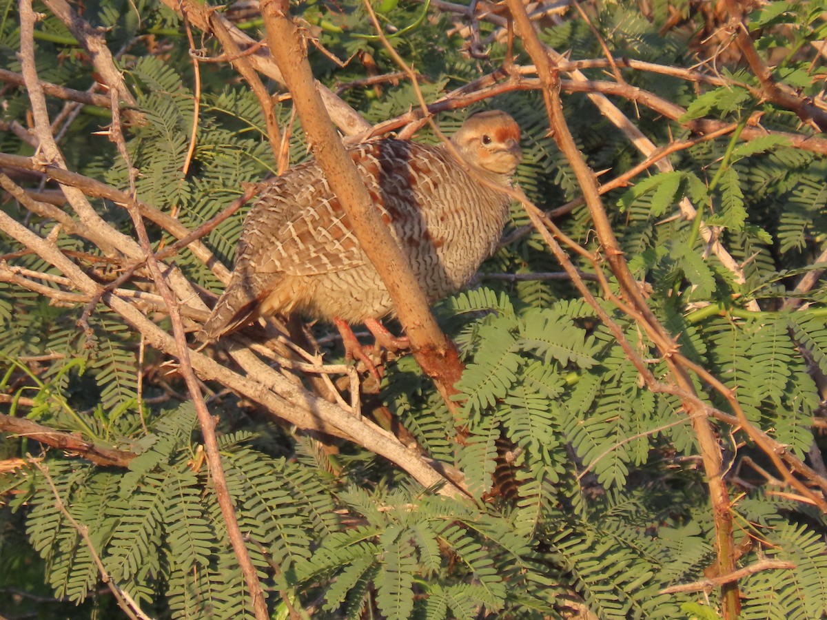 Gray Francolin - ML624218261