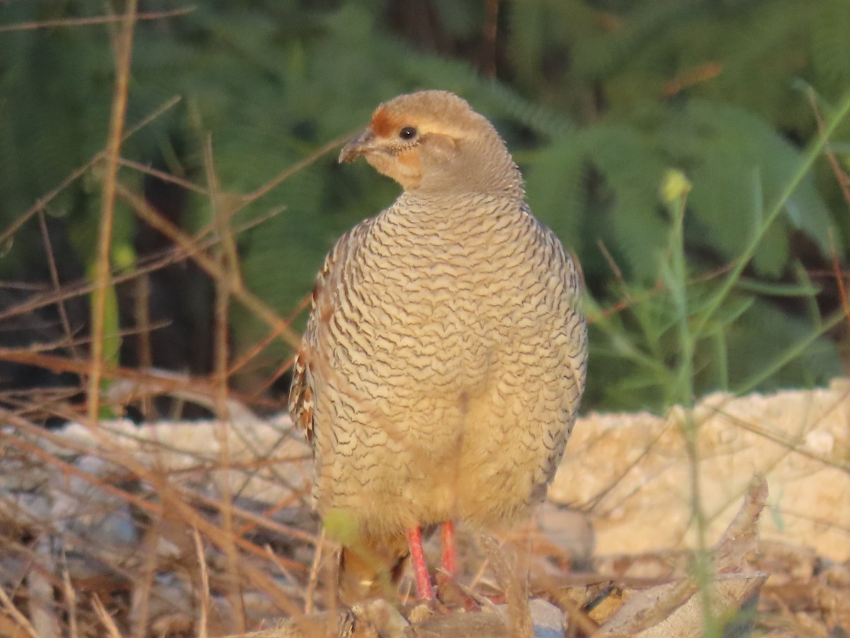 Gray Francolin - ML624218265