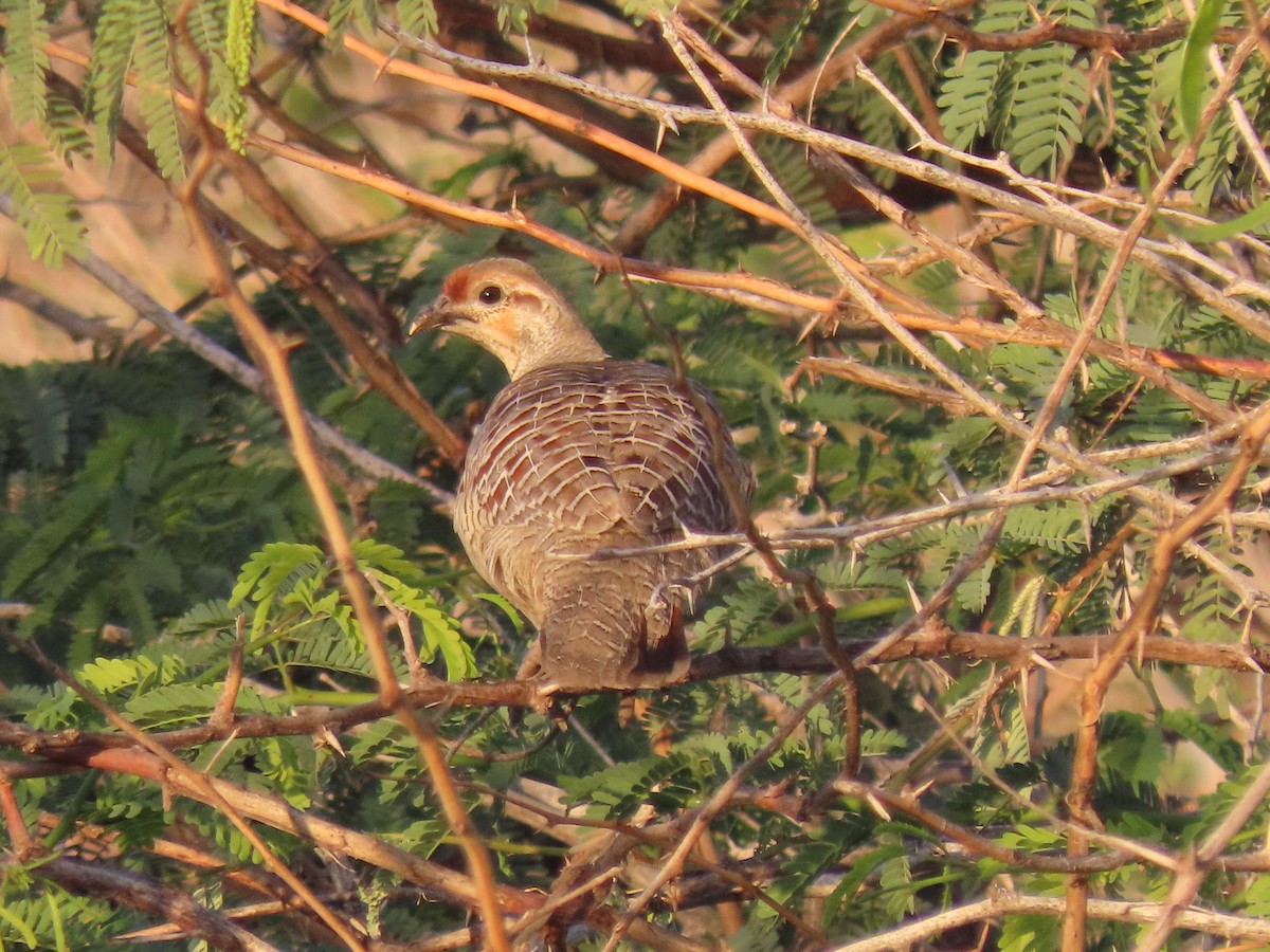 Gray Francolin - ML624218266