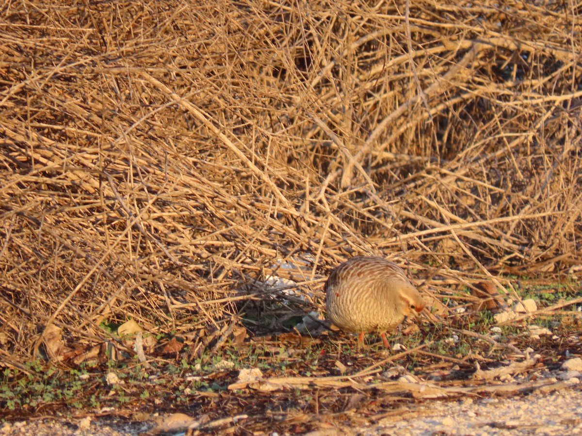 Gray Francolin - ML624218267