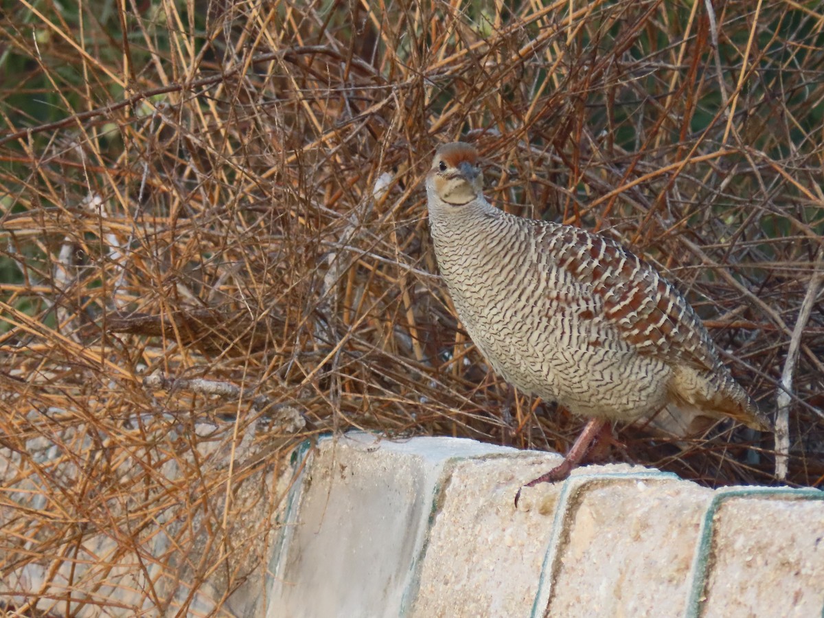 Gray Francolin - ML624218268