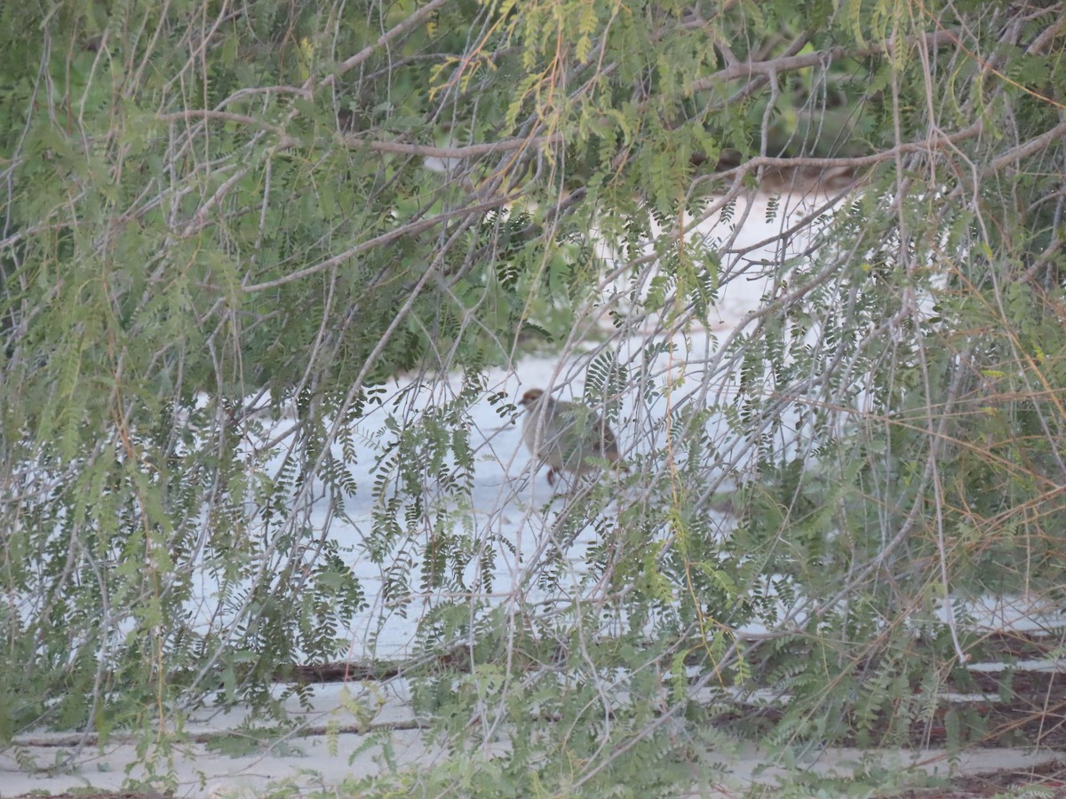 Gray Francolin - ML624218269