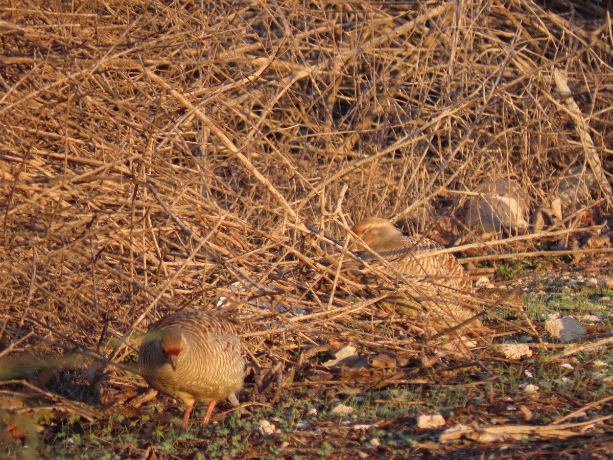 Gray Francolin - ML624218270