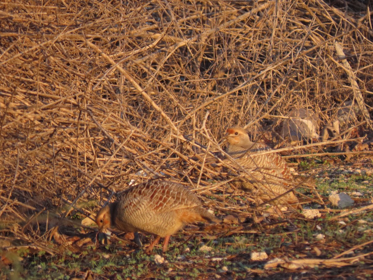 Gray Francolin - ML624218271