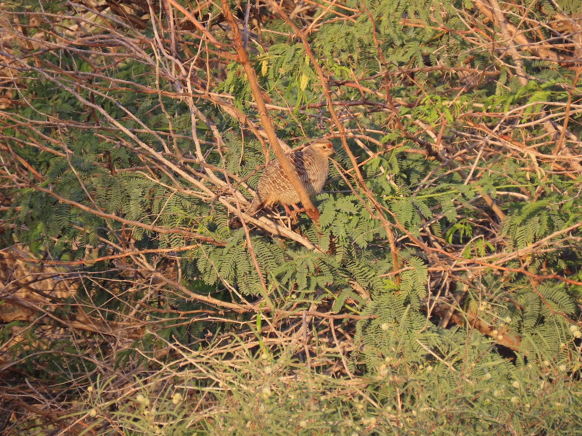 Gray Francolin - ML624218272