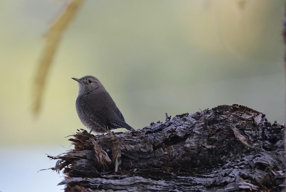 House Wren - ML624218283