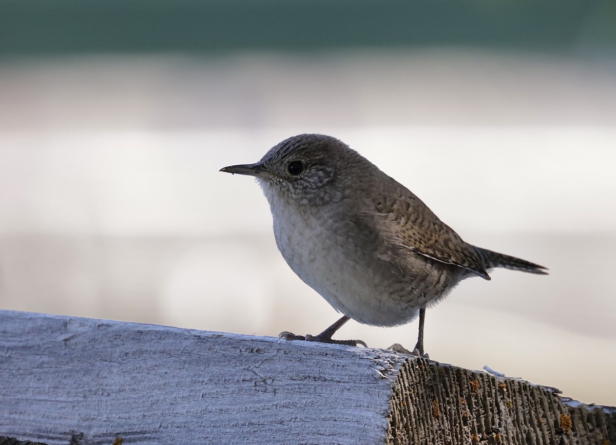 House Wren - Rick Vetter