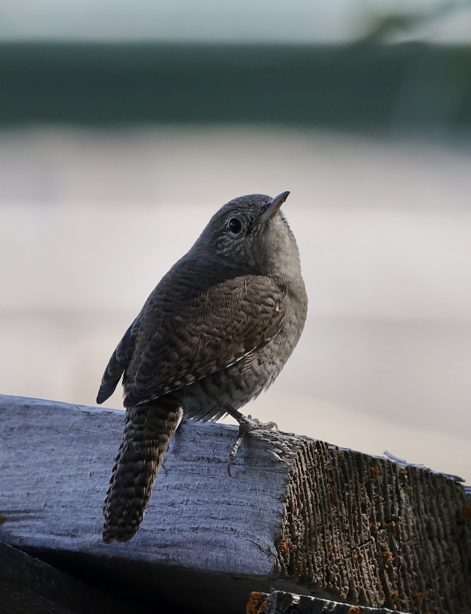 House Wren - ML624218285