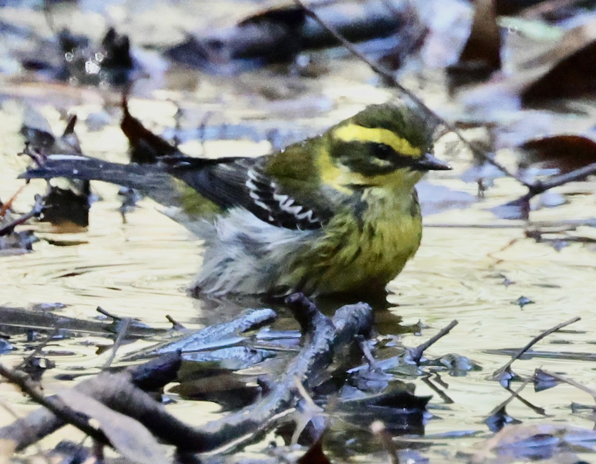 Townsend's Warbler - ML624218306