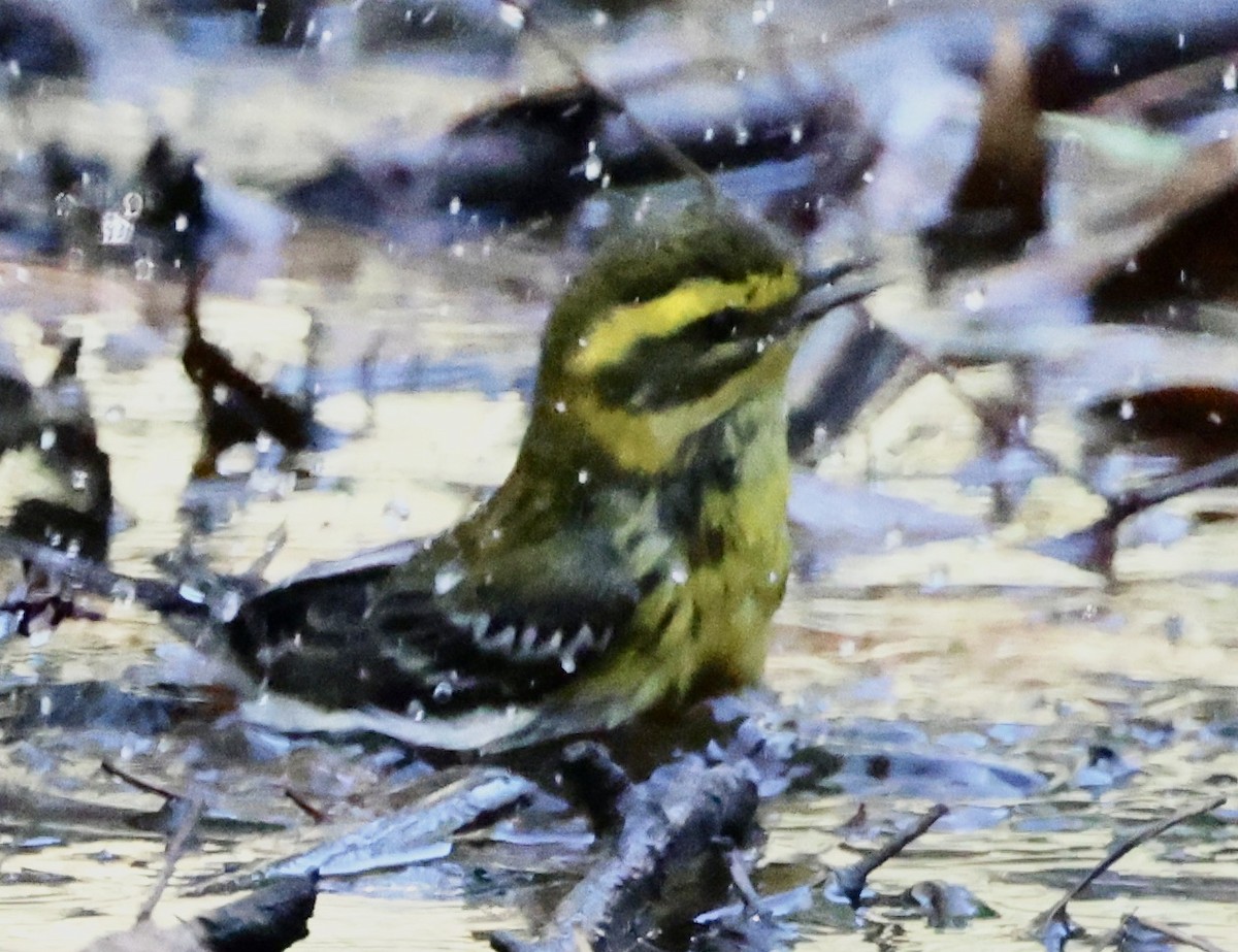 Townsend's Warbler - ML624218307