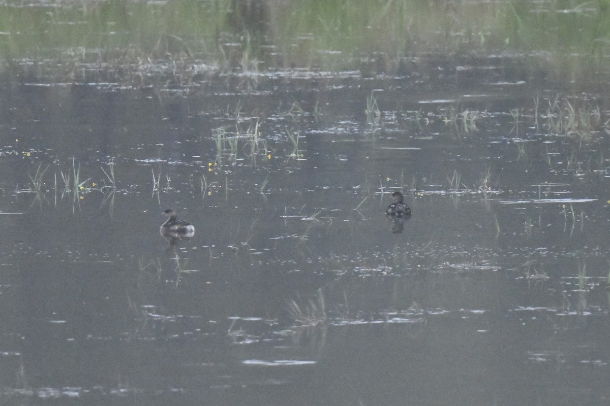 Pied-billed Grebe - ML624218308