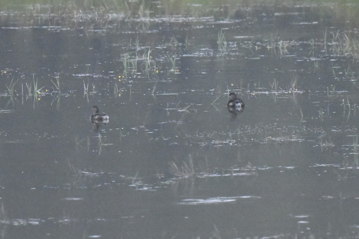 Pied-billed Grebe - ML624218324