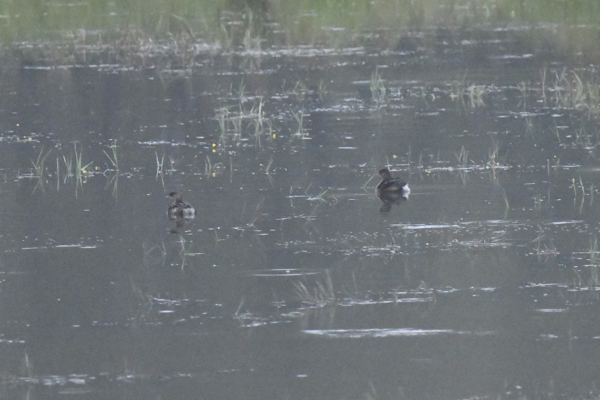 Pied-billed Grebe - ML624218329