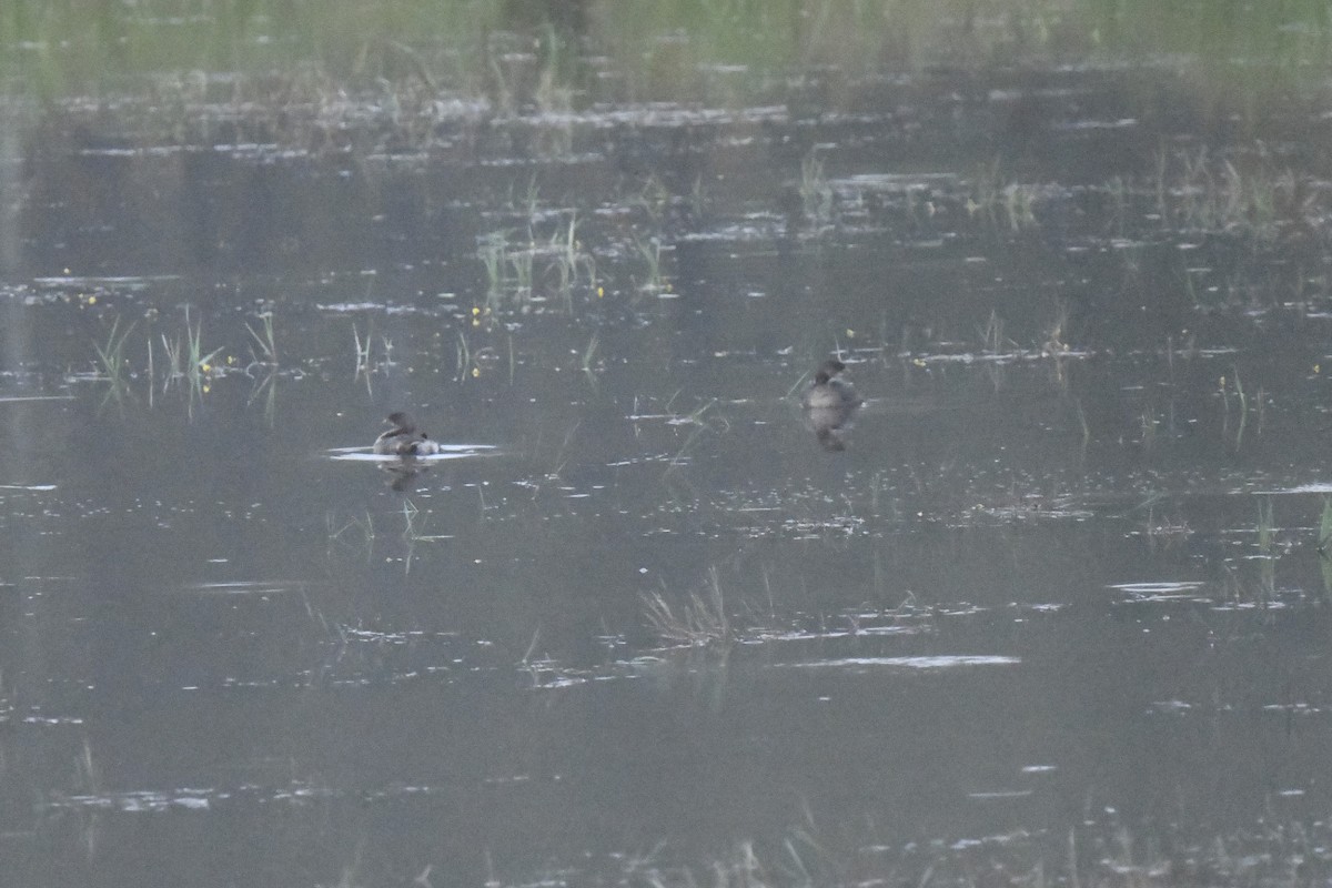 Pied-billed Grebe - ML624218332