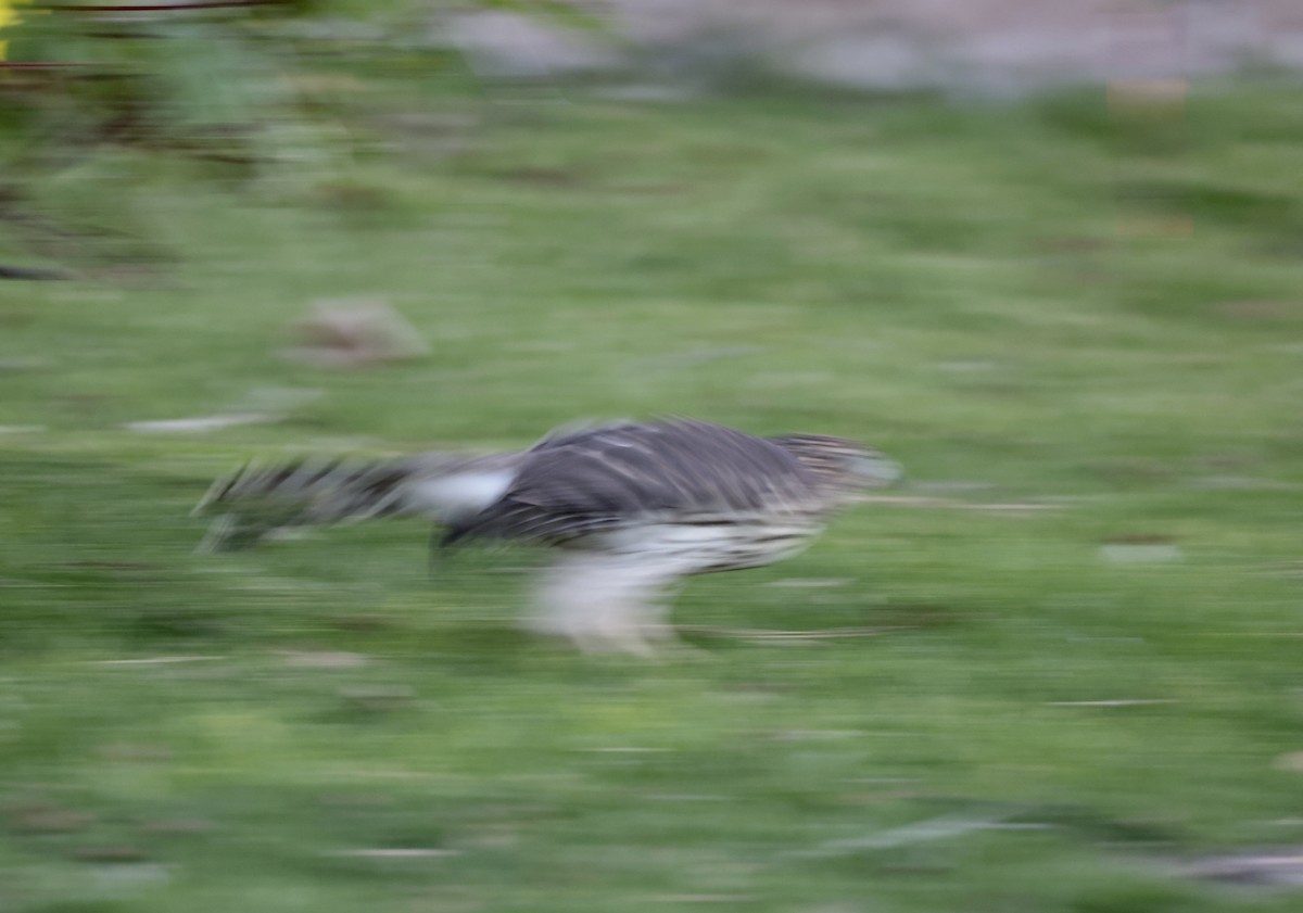 Cooper's Hawk - ML624218334