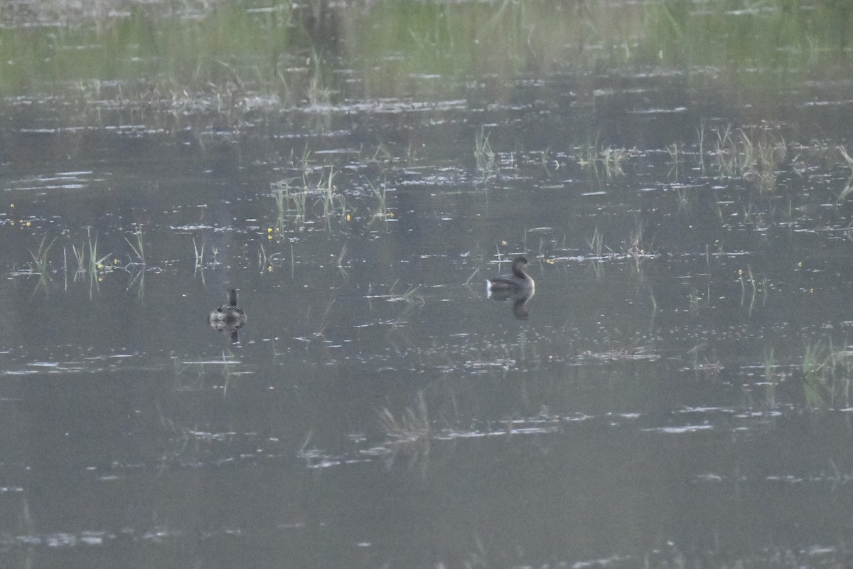 Pied-billed Grebe - ML624218343