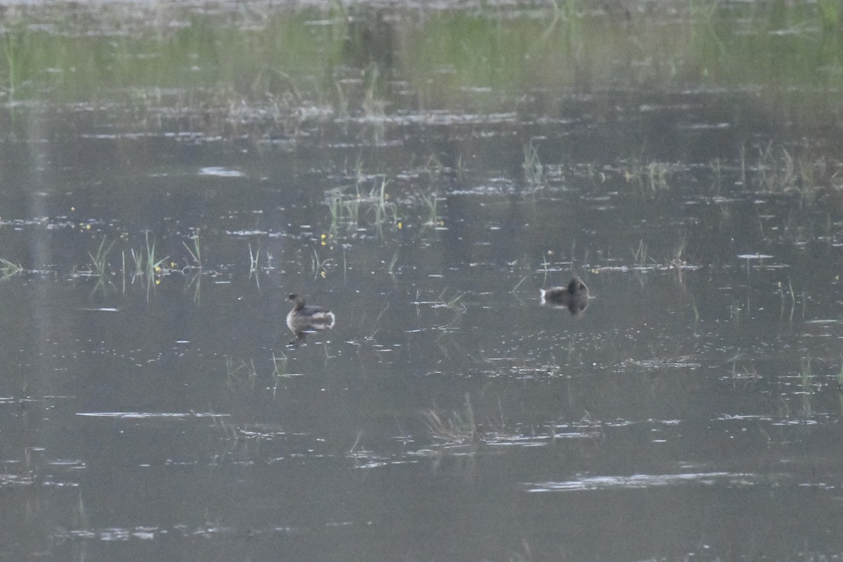 Pied-billed Grebe - ML624218350