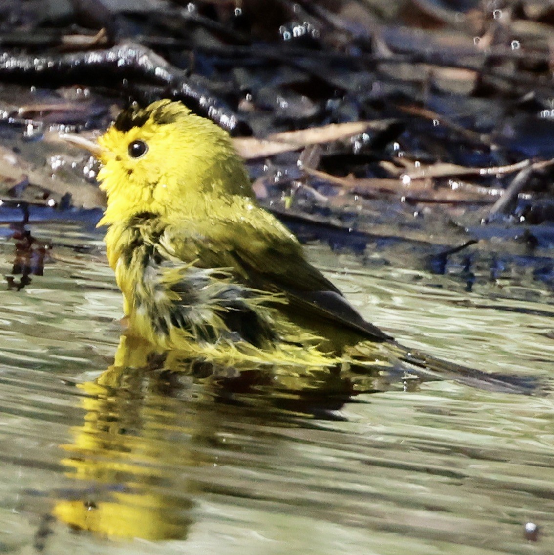 Wilson's Warbler - ML624218359