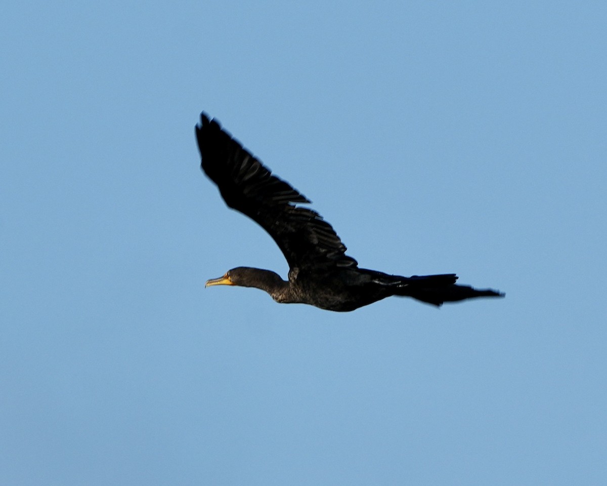 Double-crested Cormorant - ML624218360