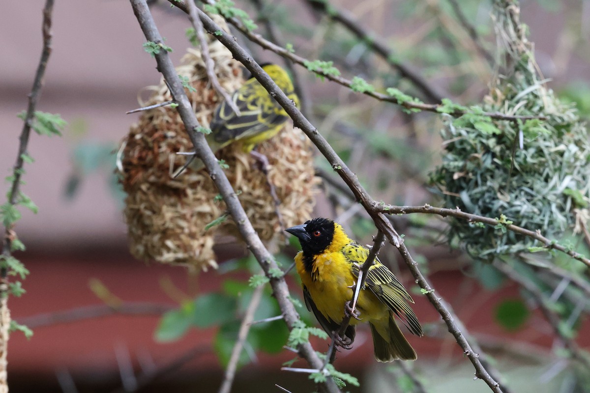 Village Weaver - Carolyn Leifer