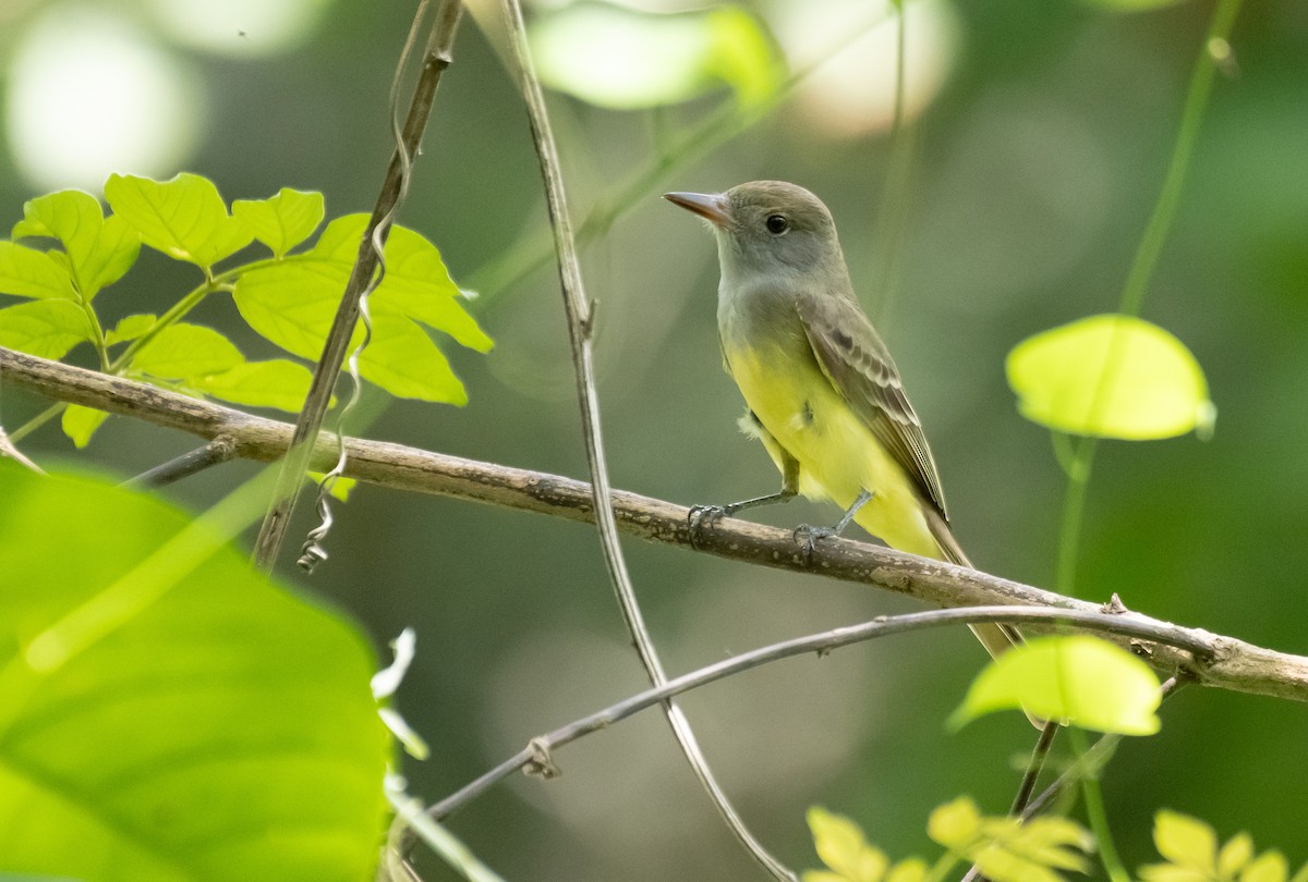 Great Crested Flycatcher - ML624218364