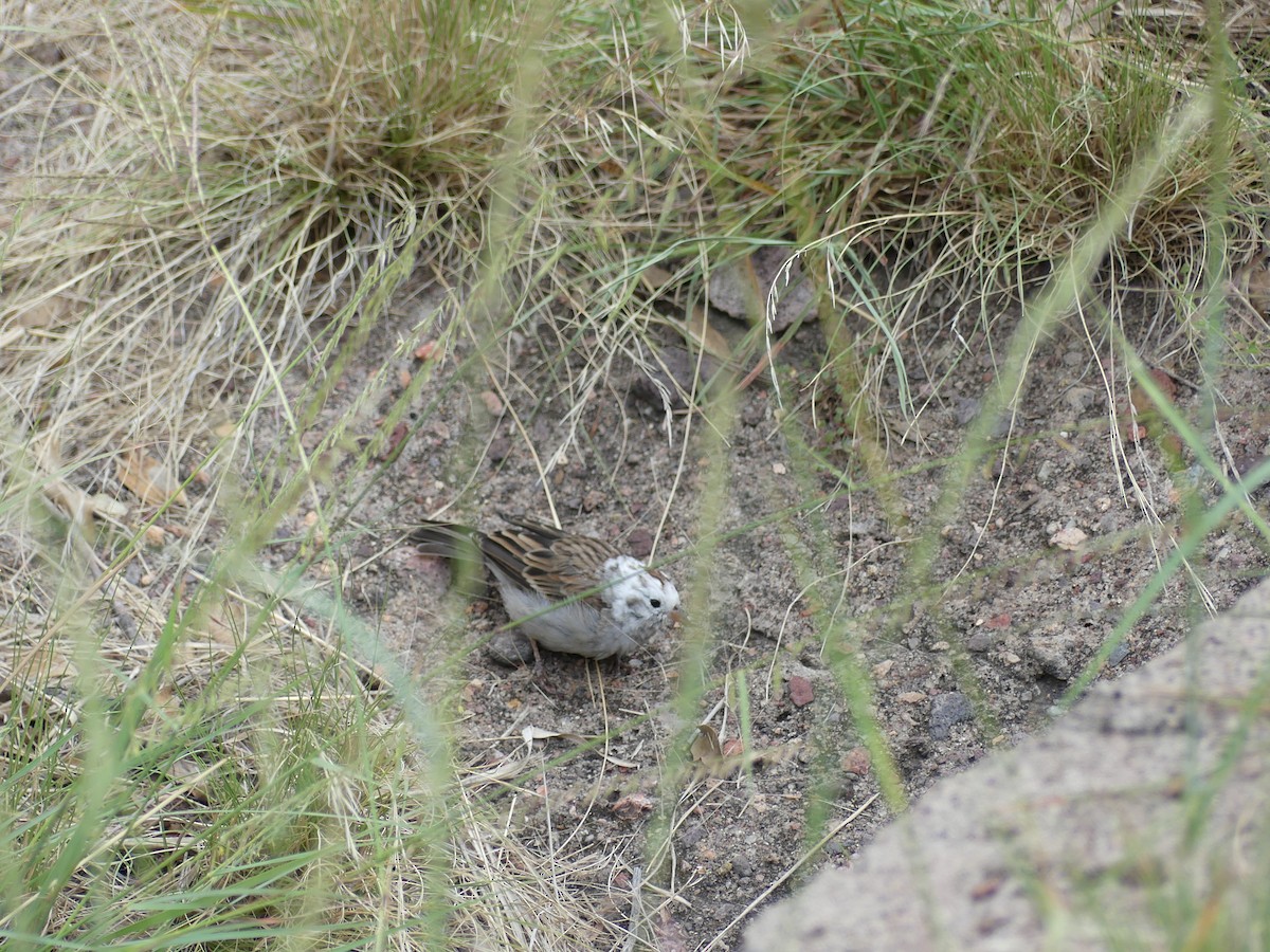 Chipping Sparrow - ML624218466