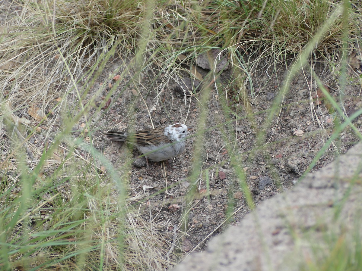 Chipping Sparrow - ML624218467