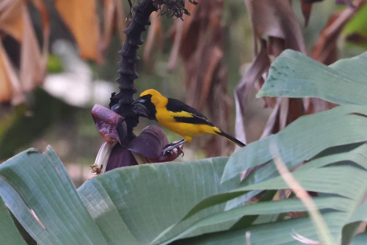 Yellow-tailed Oriole - ML624218525