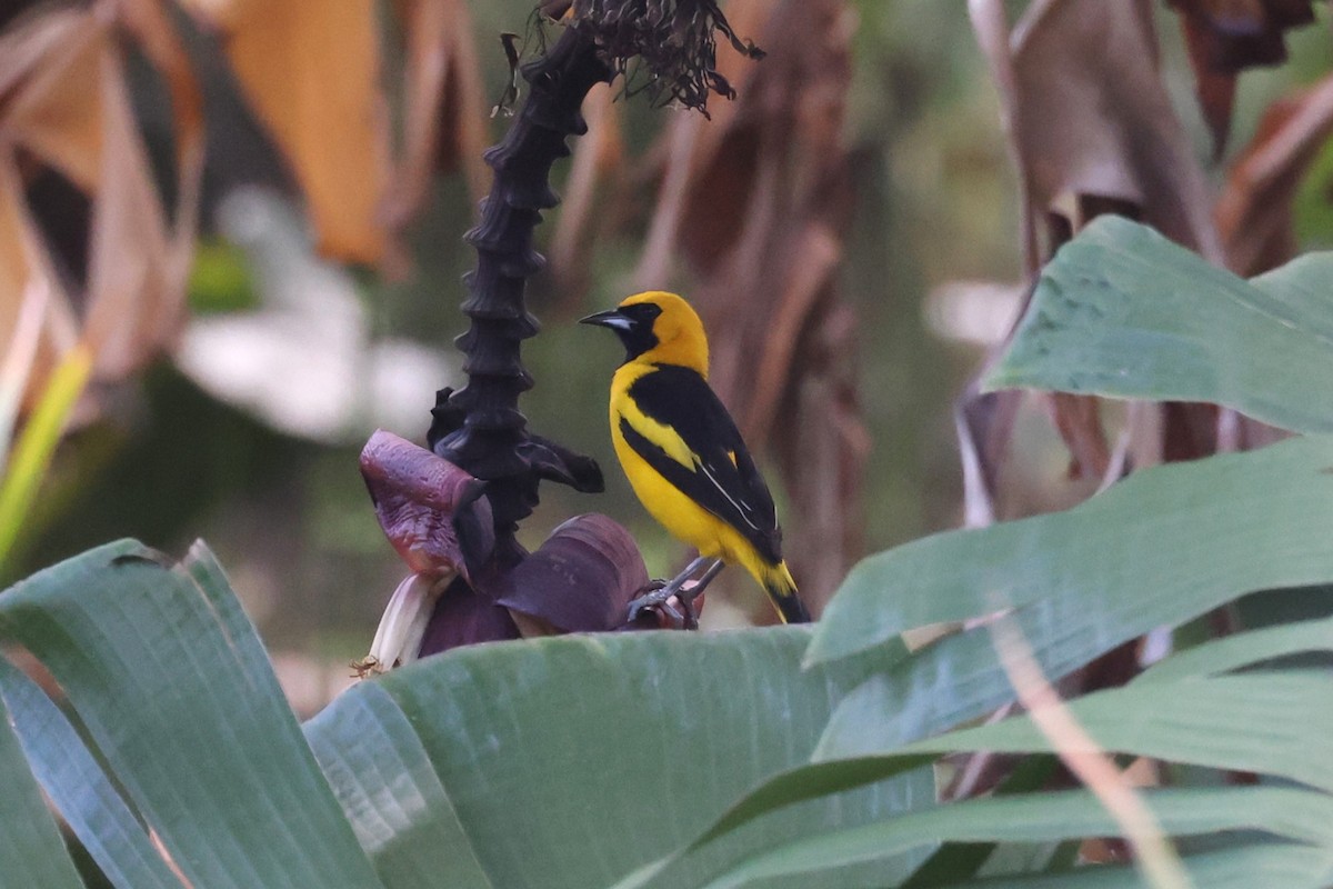 Yellow-tailed Oriole - ML624218526