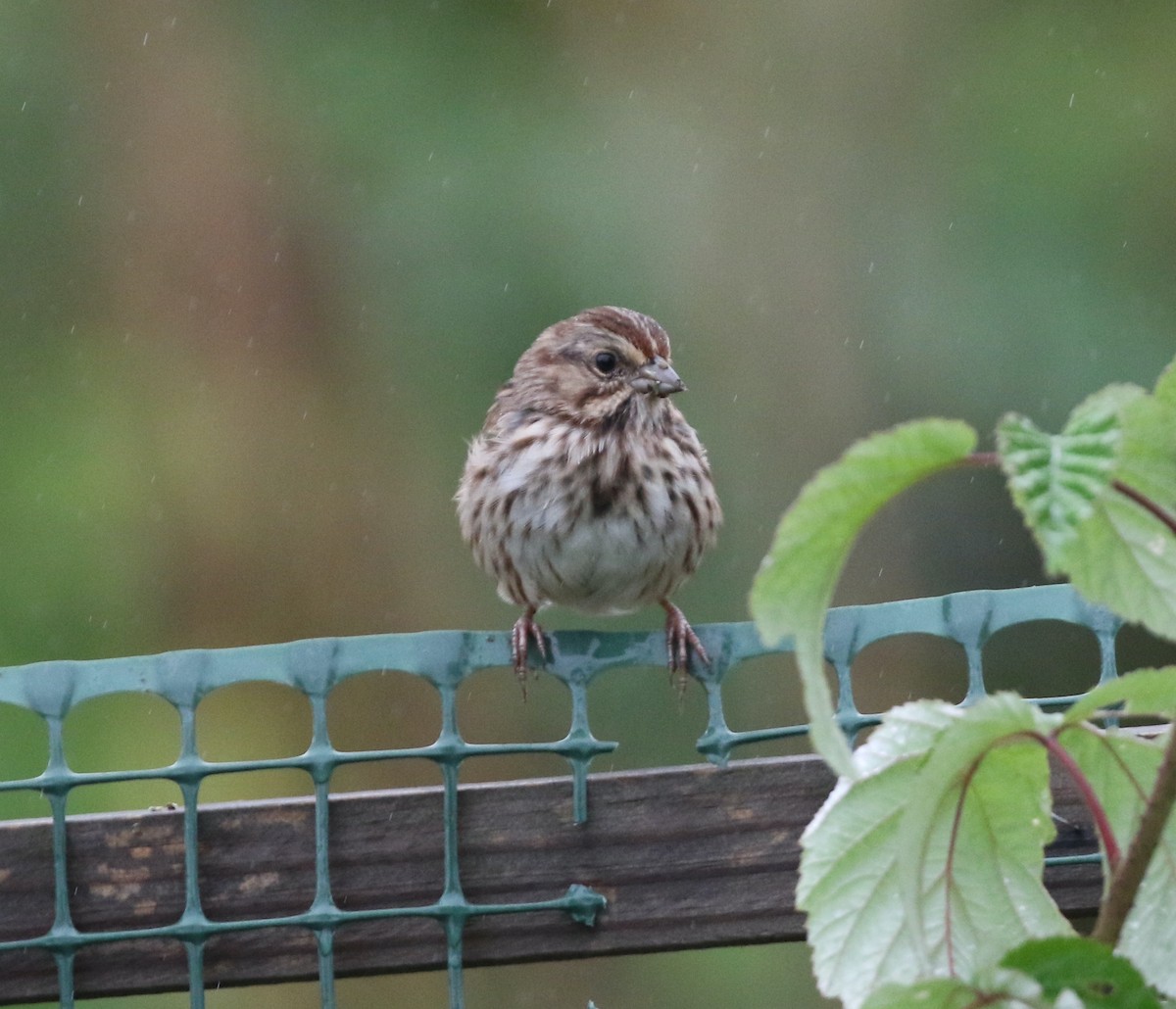 Song Sparrow - ML624218541