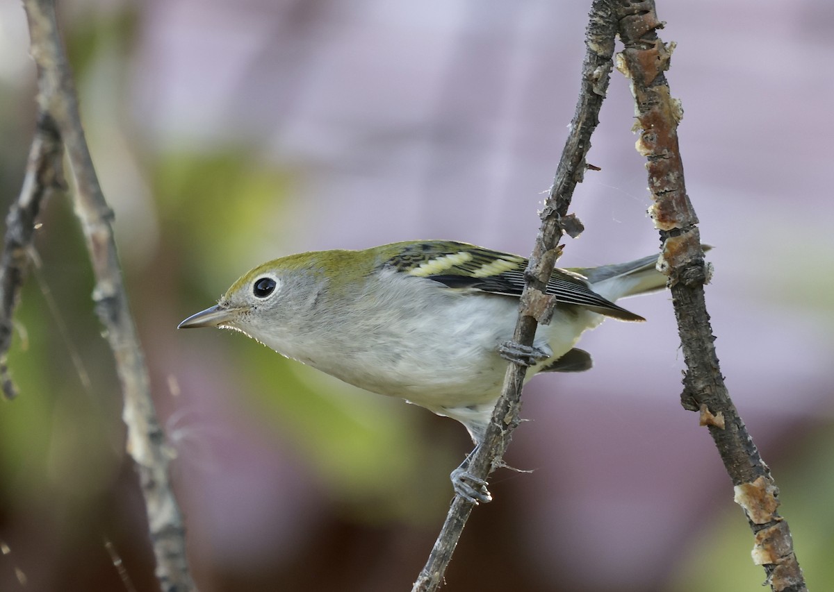 Chestnut-sided Warbler - ML624218542