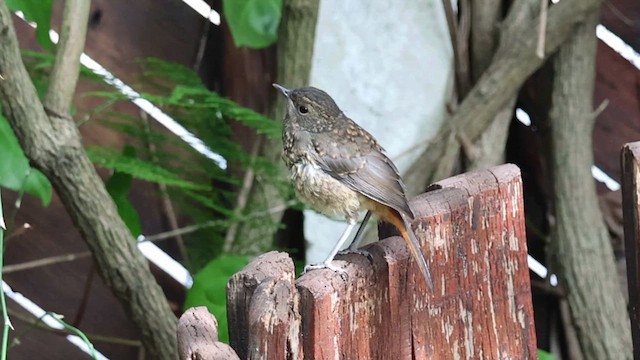 Cape Robin-Chat - ML624218550