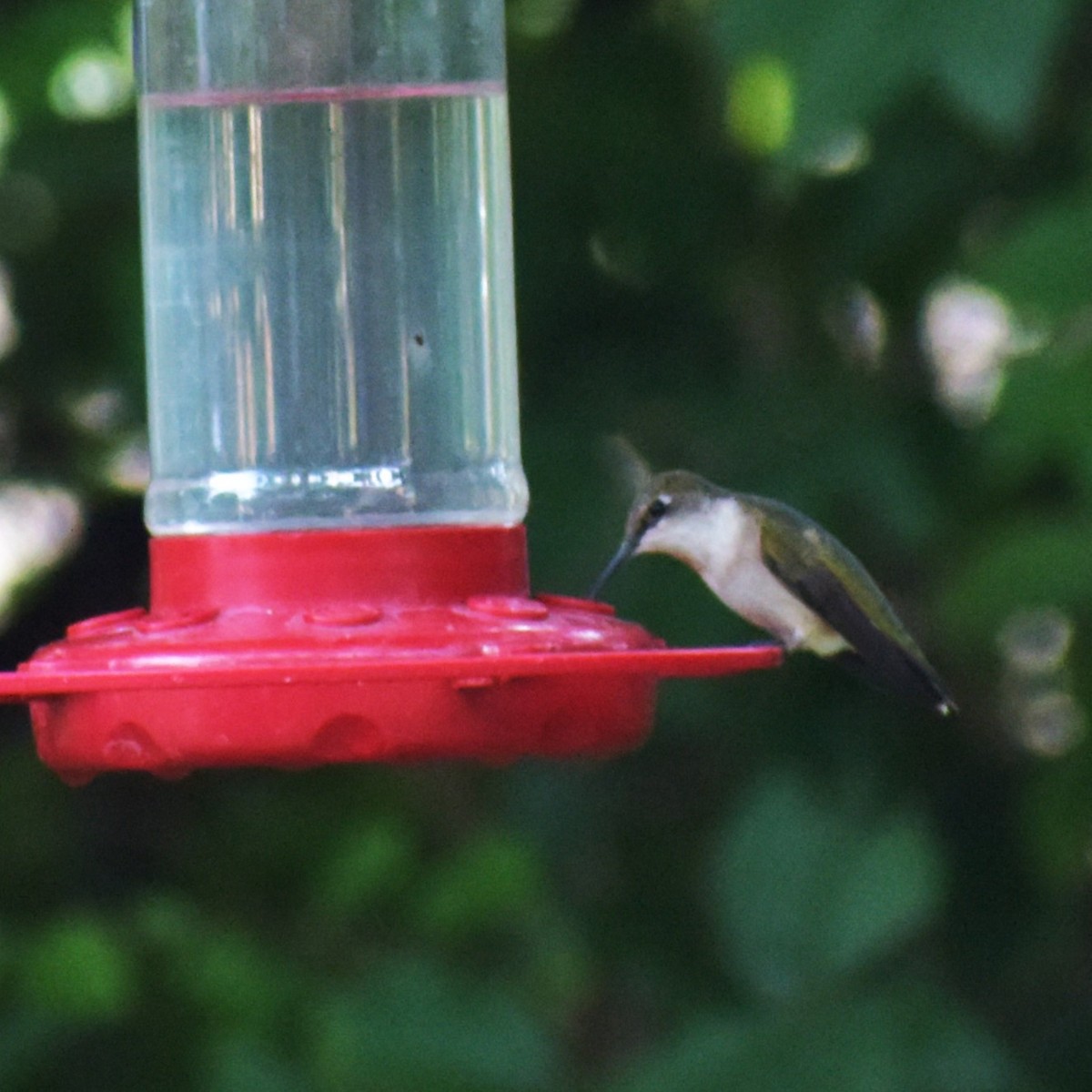 Ruby-throated Hummingbird - ML624218551