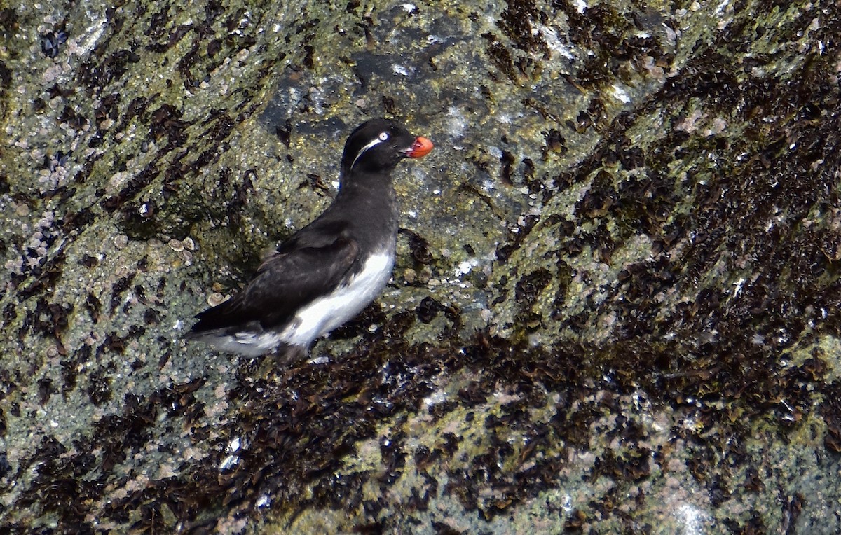 Parakeet Auklet - ML624218557