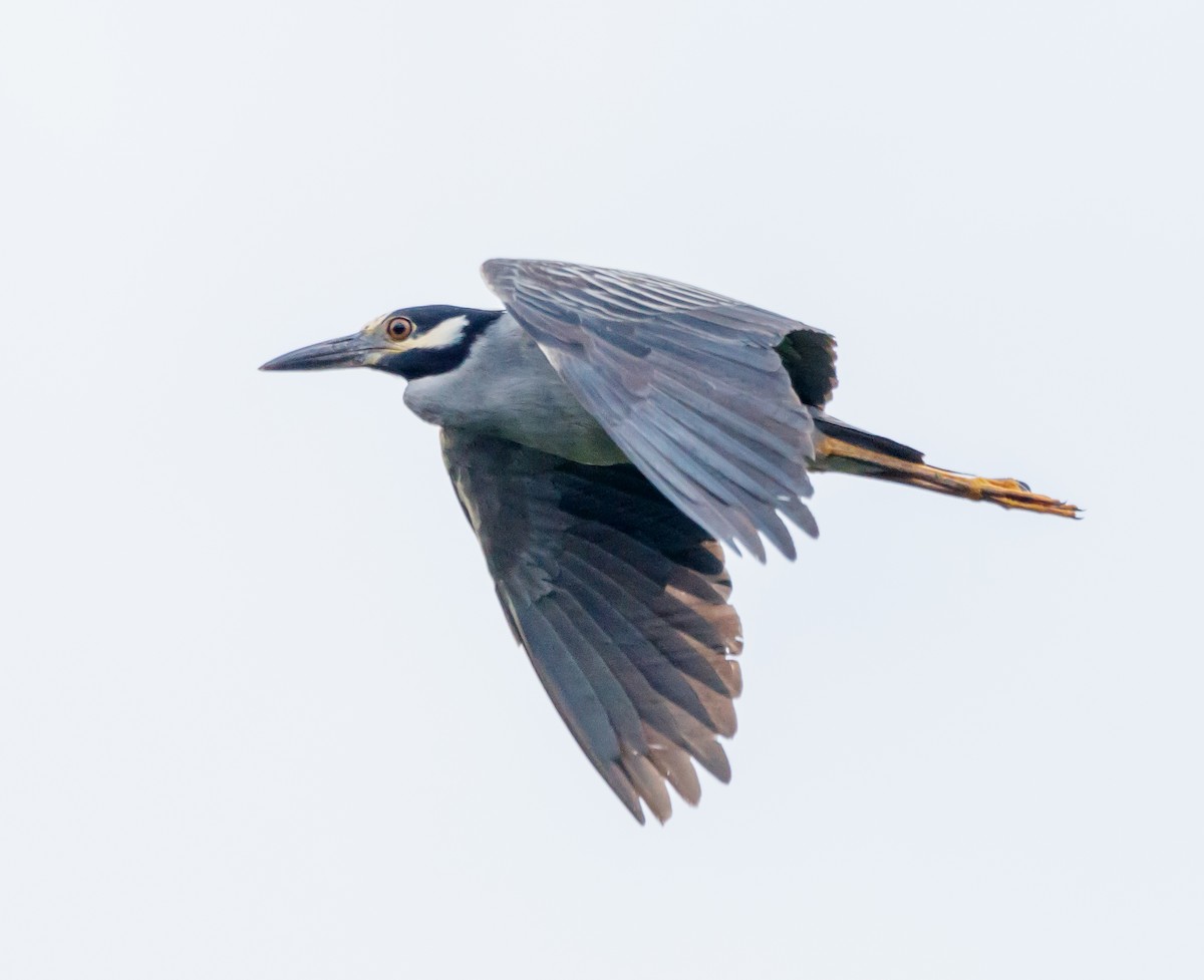 Yellow-crowned Night Heron - ML624218559