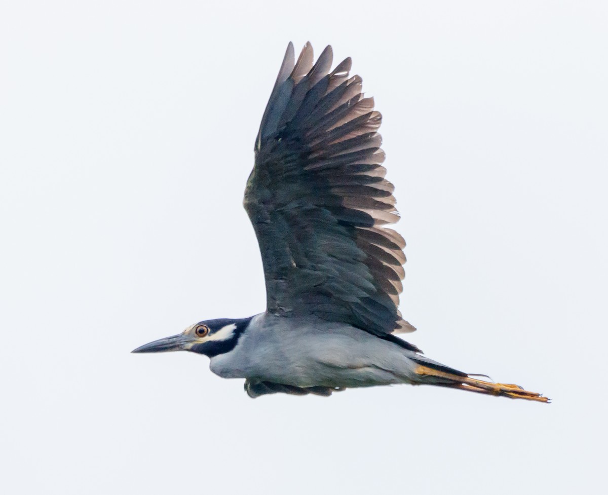 Yellow-crowned Night Heron - ML624218560