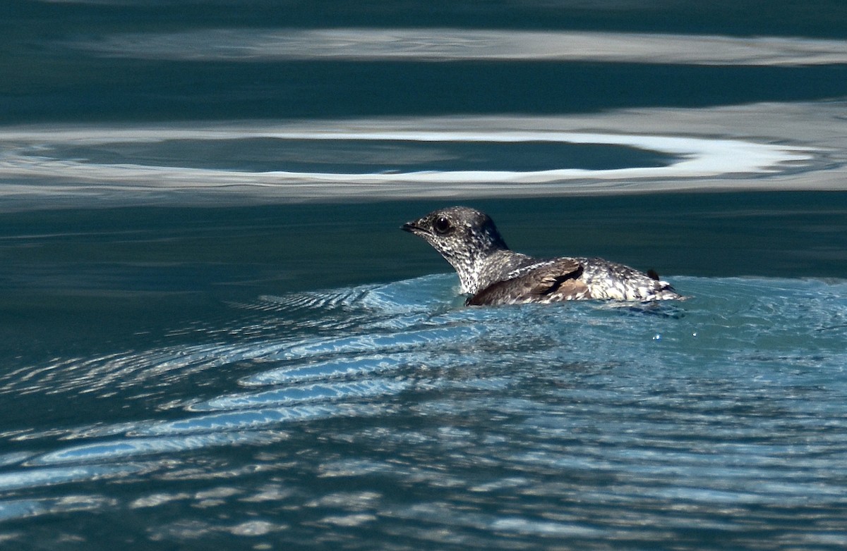 Kittlitz's Murrelet - ML624218561