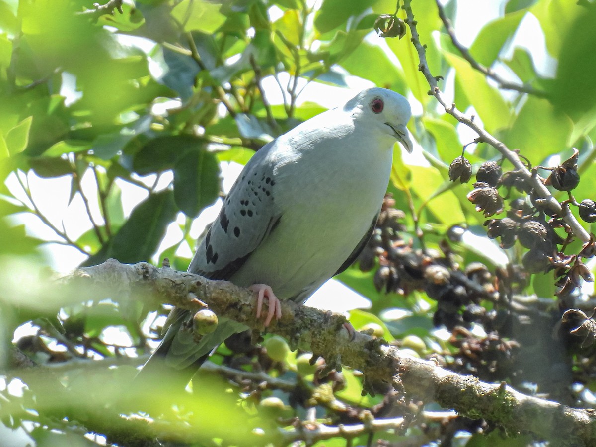 Blue Ground Dove - ML624218562