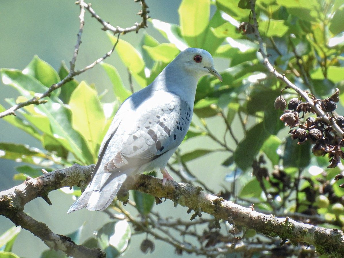 Blue Ground Dove - ML624218563