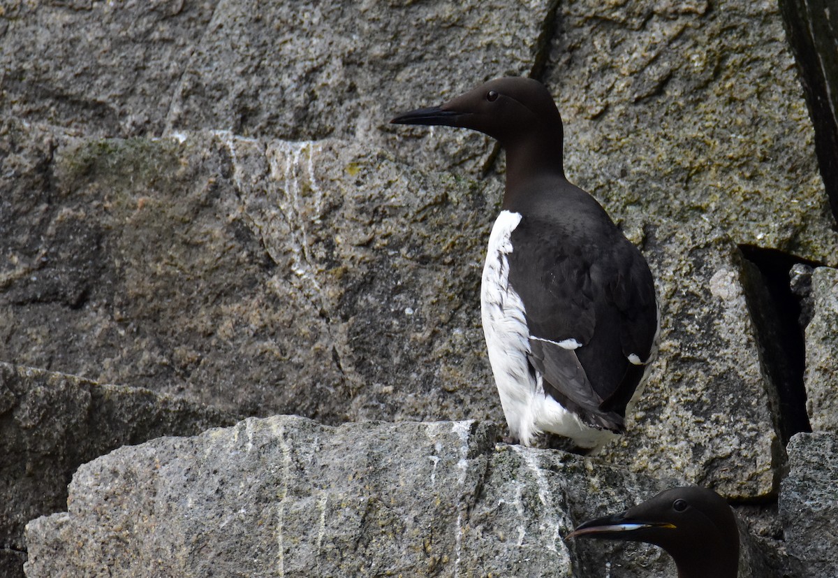 Common Murre - Dean Hester