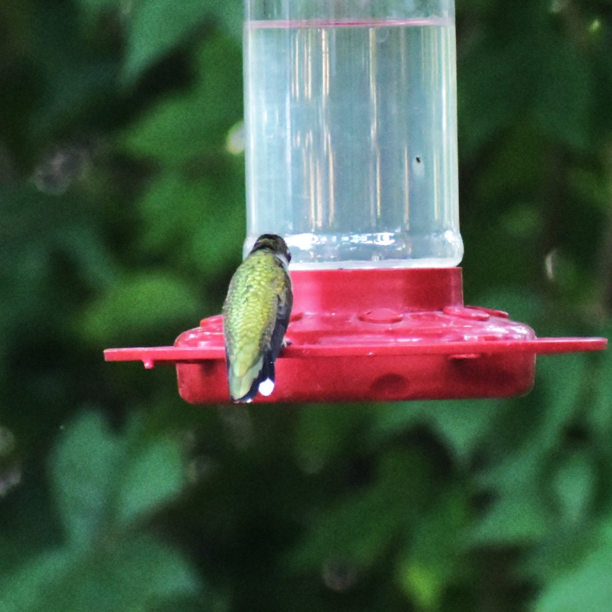 Ruby-throated Hummingbird - ML624218566